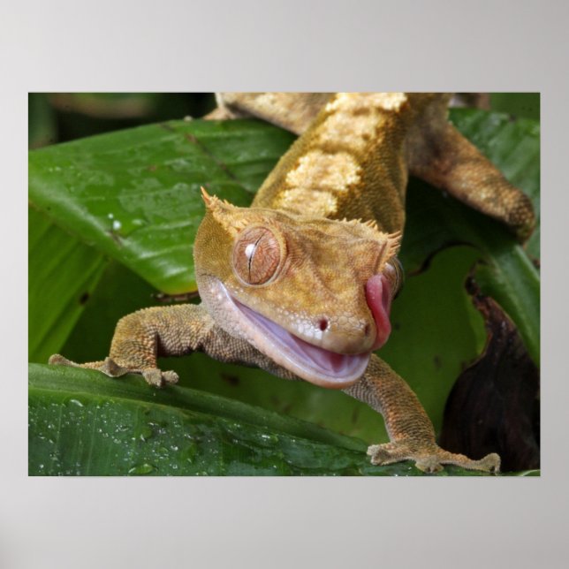 Póster Crested Gecko (Frente)