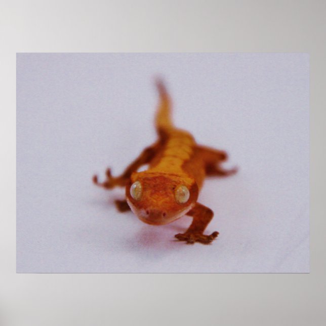 Póster Crested Gecko Closeup (Frente)