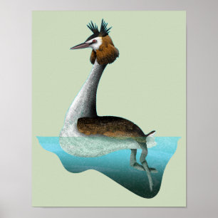 Póster Crested Grebe