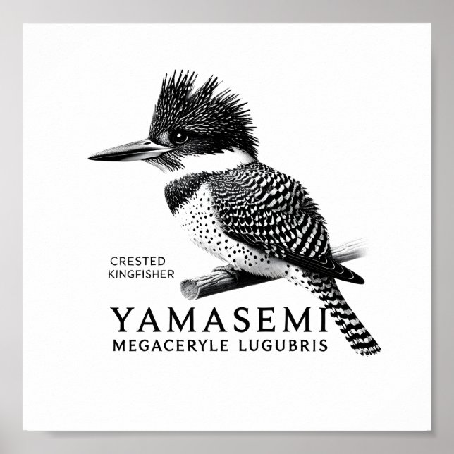 Póster Crested Kingfisher Black & White Art Print (Frente)