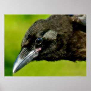 Póster cretino negro