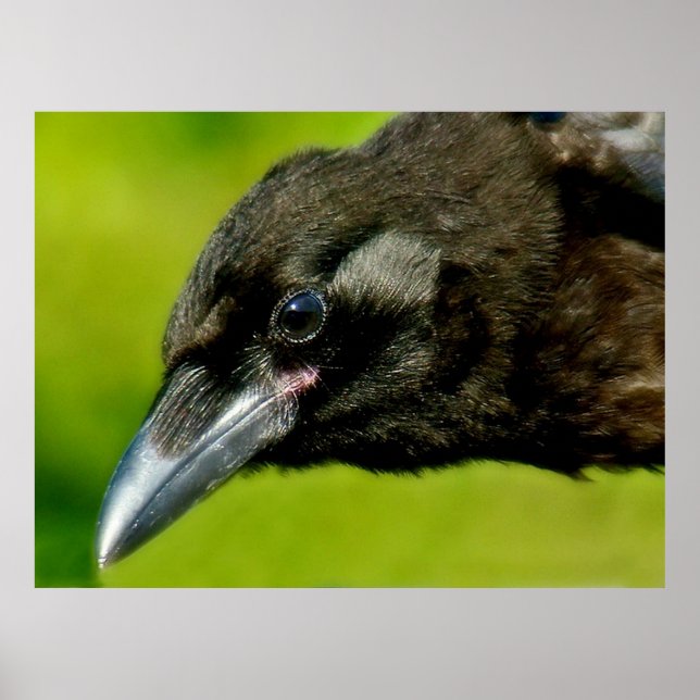 Póster cretino negro (Frente)