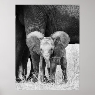 Póster Cría de Elefante Fauna Silvestre en Blanco y Negro