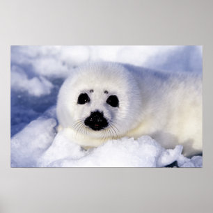 Póster Cría de foca arpía hielo Golfo de San Lorenzo,