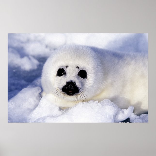 Póster Cría de foca arpía hielo Golfo de San Lorenzo, (Frente)