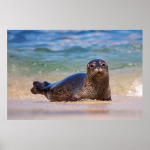 Póster Cría de foca común en el agua