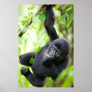 Póster Cría de gorila de montaña jugando en la selva trop