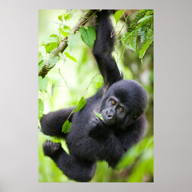 Póster Cría de gorila de montaña jugando en la selva trop (Frente)