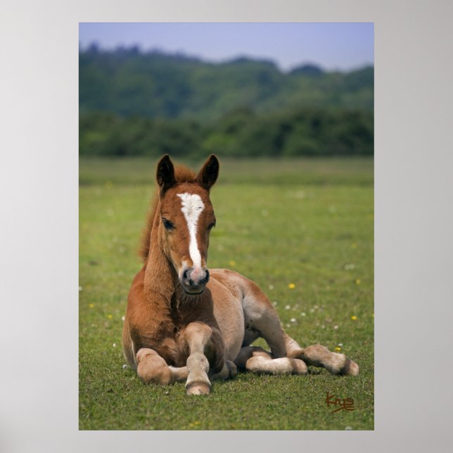 Póster Cría de New Forest (Frente)