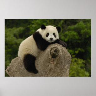 Póster cría de panda gigante