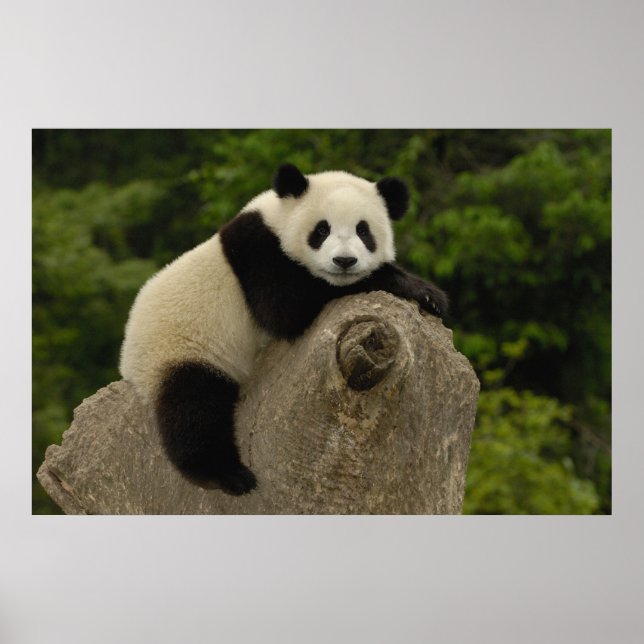 Póster cría de panda gigante (Frente)