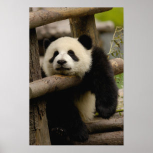 Póster Cría de panda gigante (Ailuropoda melanoleuca)