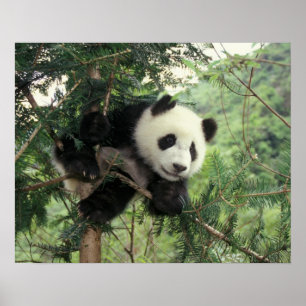 Póster Cría de panda gigante trepa a un árbol, Valle de W