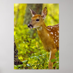 Póster Cria de venado de cola blanca en Whitefish, Montan