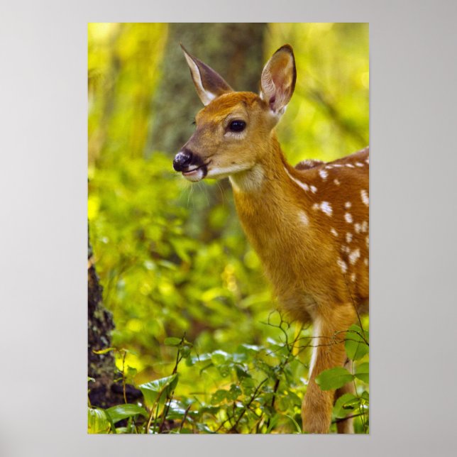 Póster Cria de venado de cola blanca en Whitefish, Montan (Frente)