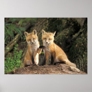 Póster Cría de zorro rojo delante de la madriguera Vulpes