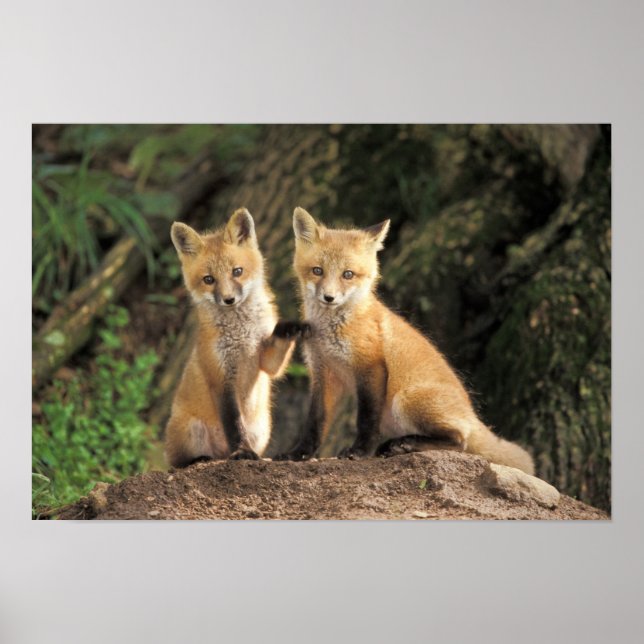 Póster Cría de zorro rojo delante de la madriguera Vulpes (Frente)