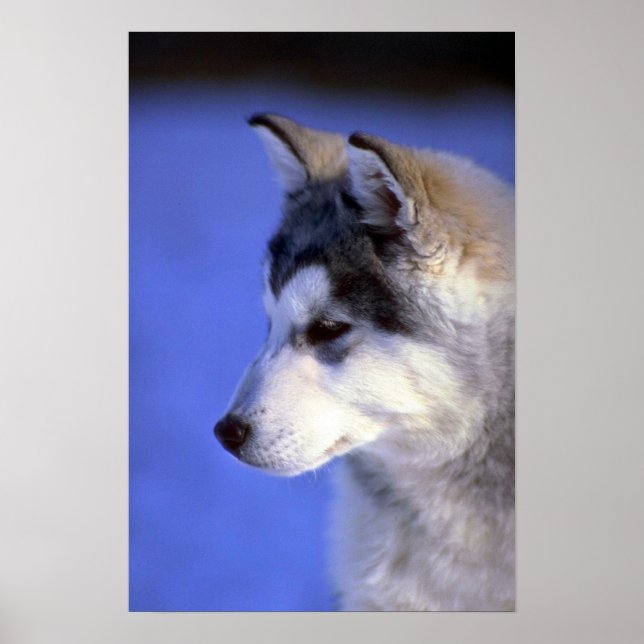 Póster Cría Husky Siberiano (Frente)