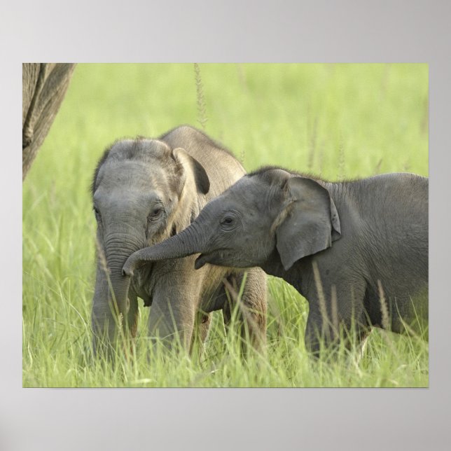 Póster Crías de elefante indio / asiático (Frente)