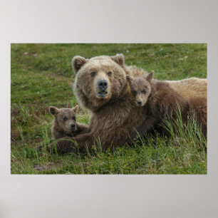 Póster Crías de oso pardo acariciando a su madre