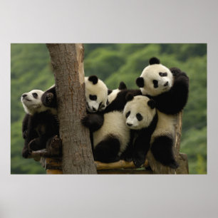 Póster Crías de panda gigante (Ailuropoda melanoleuca)