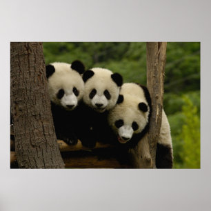 Póster Crías de panda gigante (Ailuropoda melanoleuca)