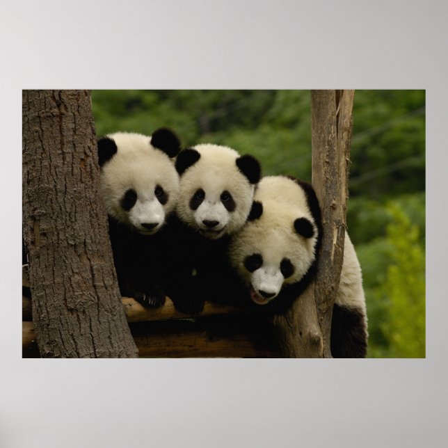 Póster Crías de panda gigante (Ailuropoda melanoleuca) (Frente)