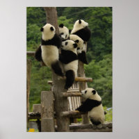 Crías de panda gigante (Ailuropoda melanoleuca)