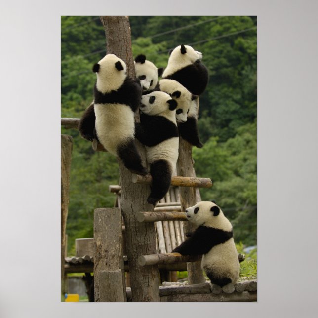 Póster Crías de panda gigante (Ailuropoda melanoleuca) (Frente)