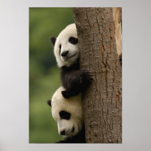 Póster Crías de panda gigante (Ailuropoda melanoleuca)