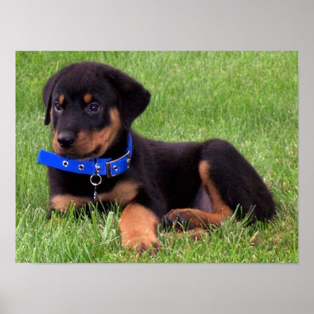 Póster crías de rottweiler. (Frente)