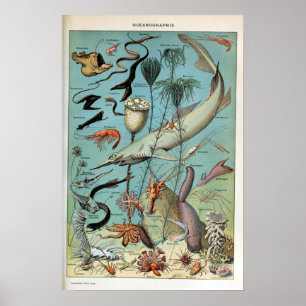 Póster Criaturas antiguas de la vida oceánica