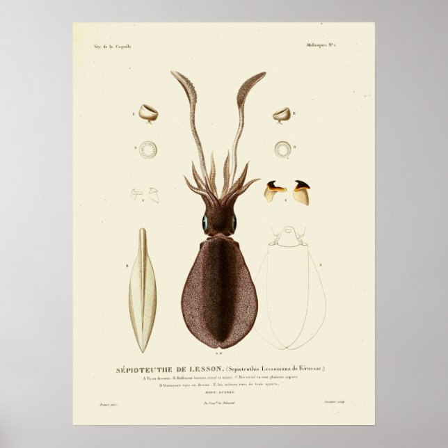 Póster Criaturas del mar de Cefalopodo de la época del ca (Frente)