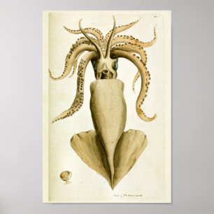 Póster Criaturas del mar de Cefalopodo de la época del ca