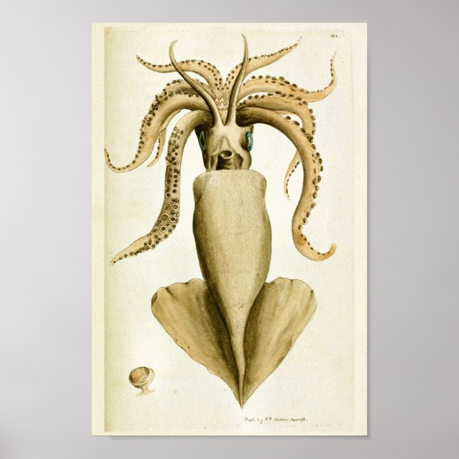 Póster Criaturas del mar de Cefalopodo de la época del ca (Frente)