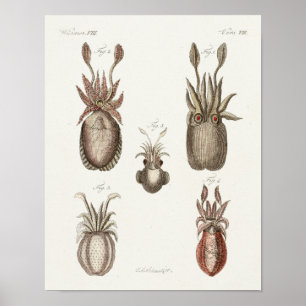 Póster Criaturas del mar de Cefalopodo de la época del ca