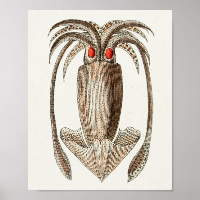 Póster Criaturas del mar de Cefalopodo de la época del ca (Frente)