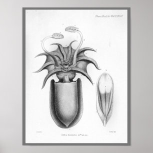 Póster Criaturas del mar de Cefalopodo de la época del ca