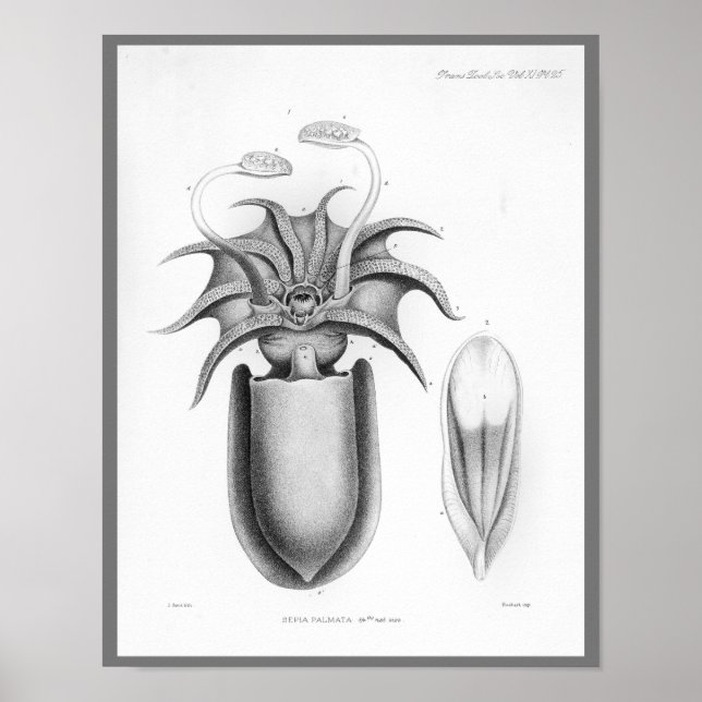 Póster Criaturas del mar de Cefalopodo de la época del ca (Frente)