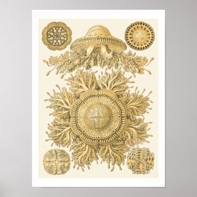 Póster Criaturas del Mar de Oro (Frente)