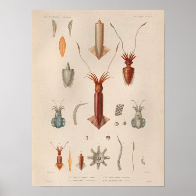 Póster Criaturas marinas blancas de color rojo calamar Im (Frente)