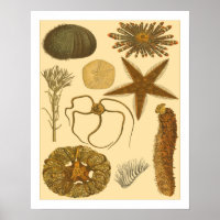 Criaturas submarinas