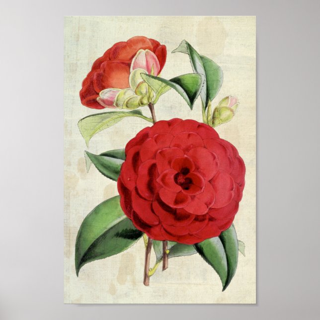 Póster Crimson Camellia (Frente)