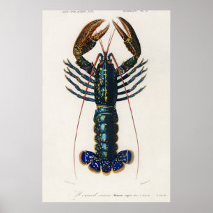 Póster Crimson Crawfish