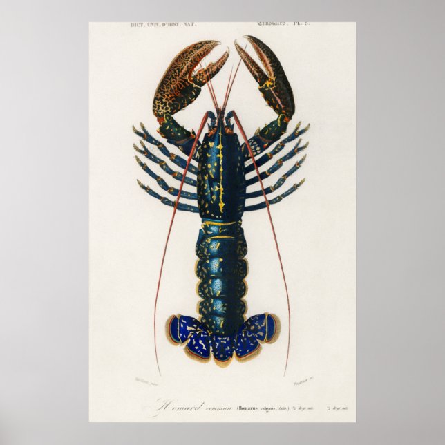 Póster Crimson Crawfish (Frente)