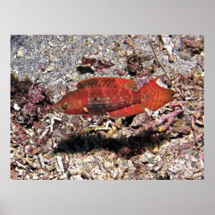 Póster Crimson Fish