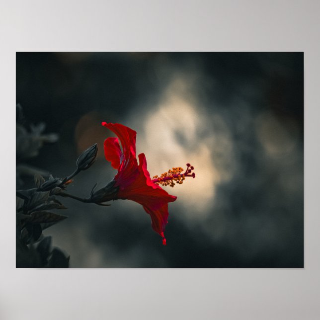 Póster 🌹 Crimson Glow in the Dusk ✨ (Frente)