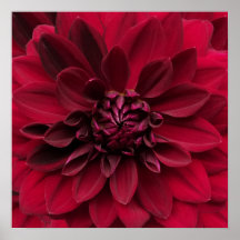 Crimson Red Dahlia Art - Flor nocturna árabe