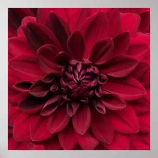 Póster Crimson Red Dahlia Art - Flor nocturna árabe