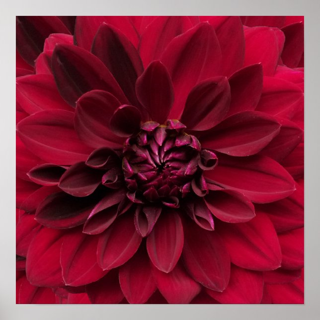 Póster Crimson Red Dahlia Art - Flor nocturna árabe (Frente)